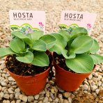 Funkia ( Hosta) ´BLUE MOUSE EARS´ - kont. P11